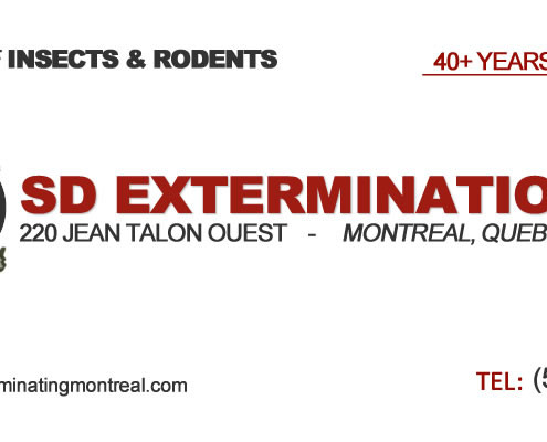 SD-Extermination-Business-Card